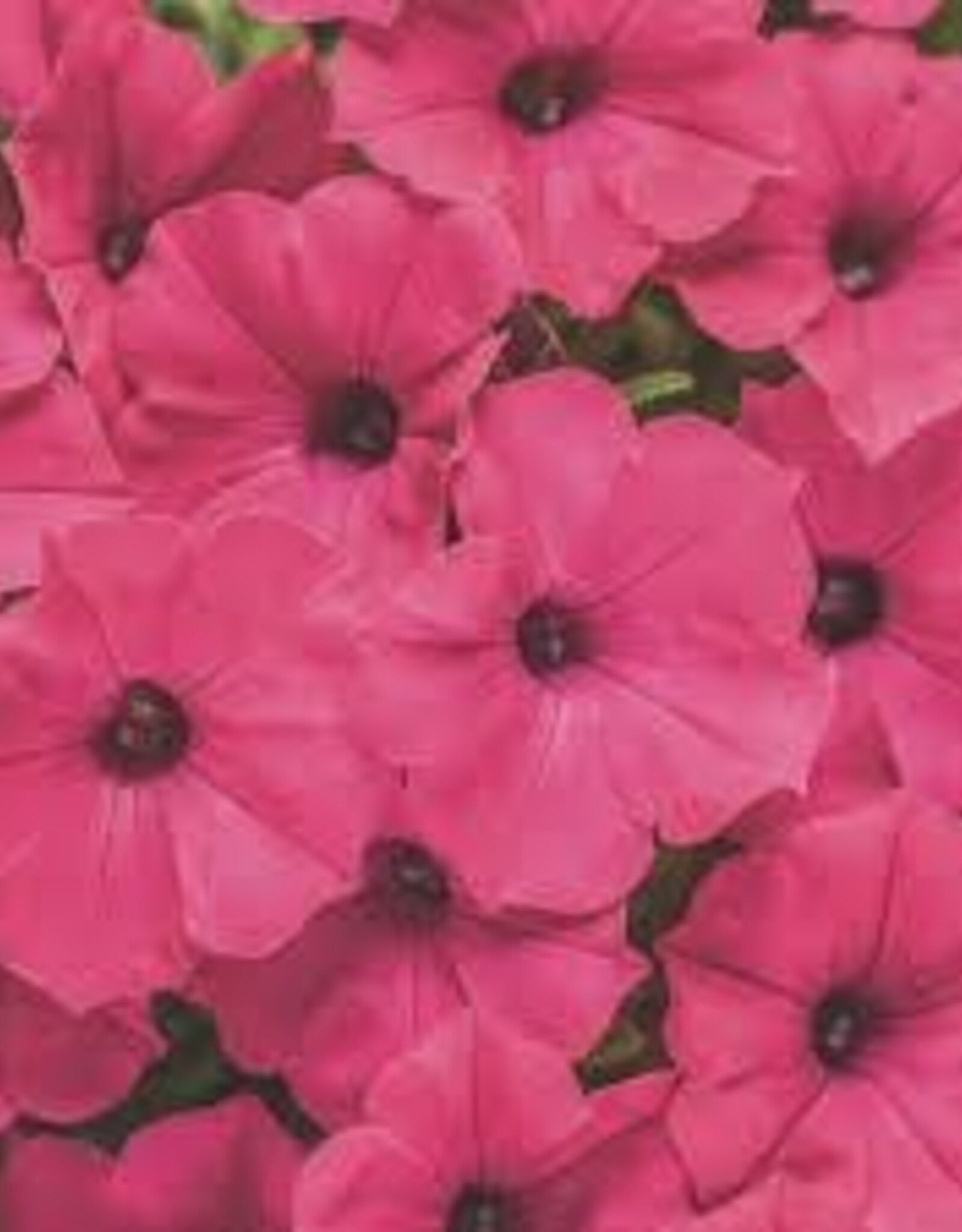 Seasonal Annuals: 5" Pot: Petunia  Supertunia Vista Fuchsia