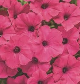 Seasonal Annuals: 5" Pot: Petunia  Supertunia Vista Fuchsia