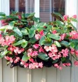 Seasonal Hanging Basket: Sun Pre-Medi Combo  Dragonwing  - 12" Fiber Pot