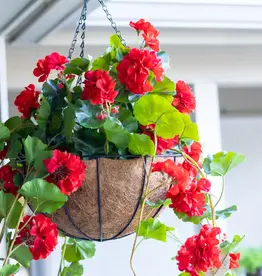 Seasonal Hanging Basket: Sun Pre-Medi Combo - Geranium 12" Fiber Pot