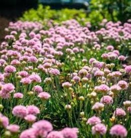 Seasonal Perennials:  Armeria - Dreameria Sweet Dreams  -  5" Pot