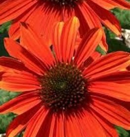 Seasonal Perennials: Echinacea- Pollynation Orange  5" Pot