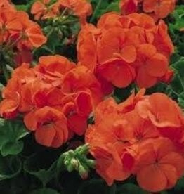 Seasonal Tub: Geraniums - Large Orange Splash  12" Tub