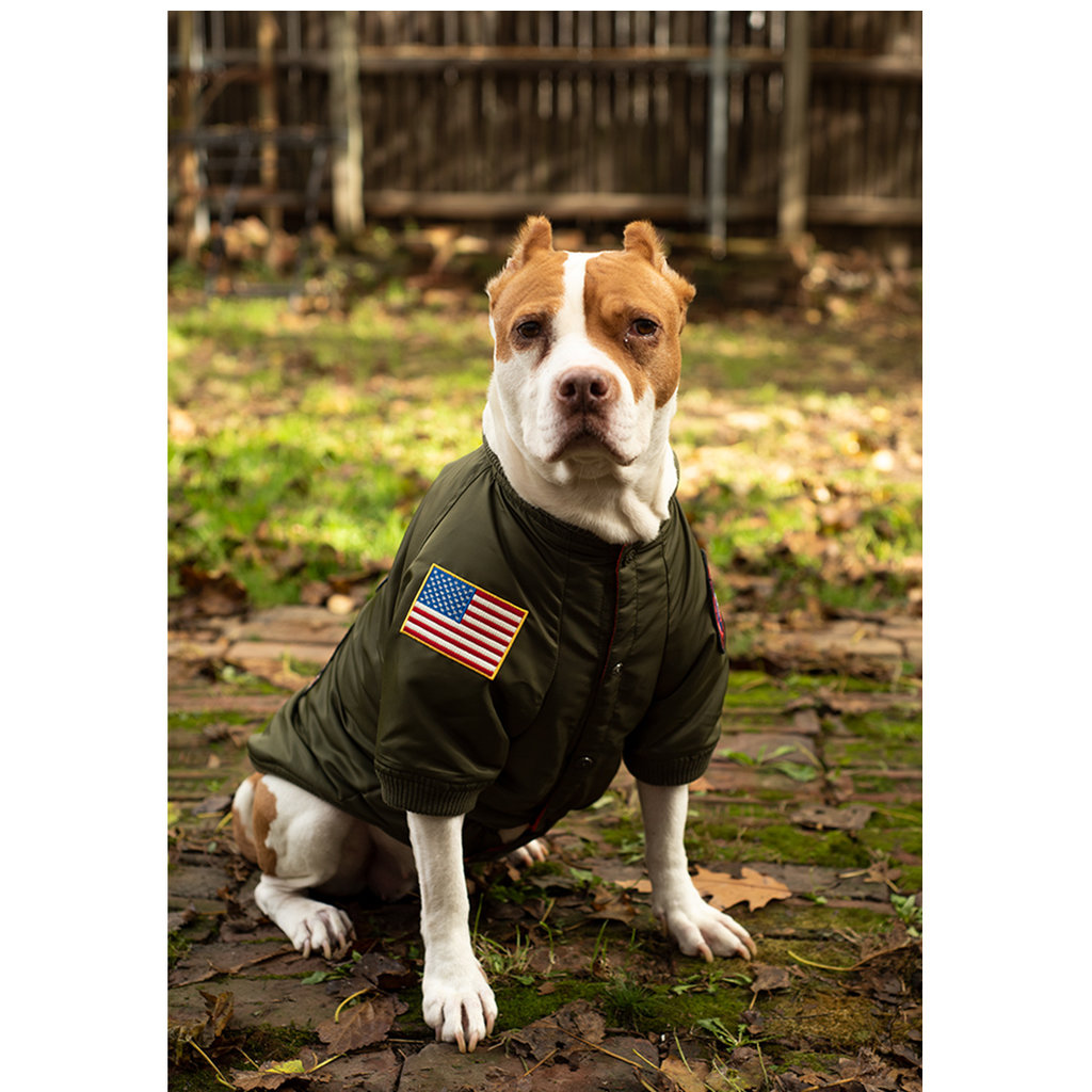 Puppy hot sale bomber jacket