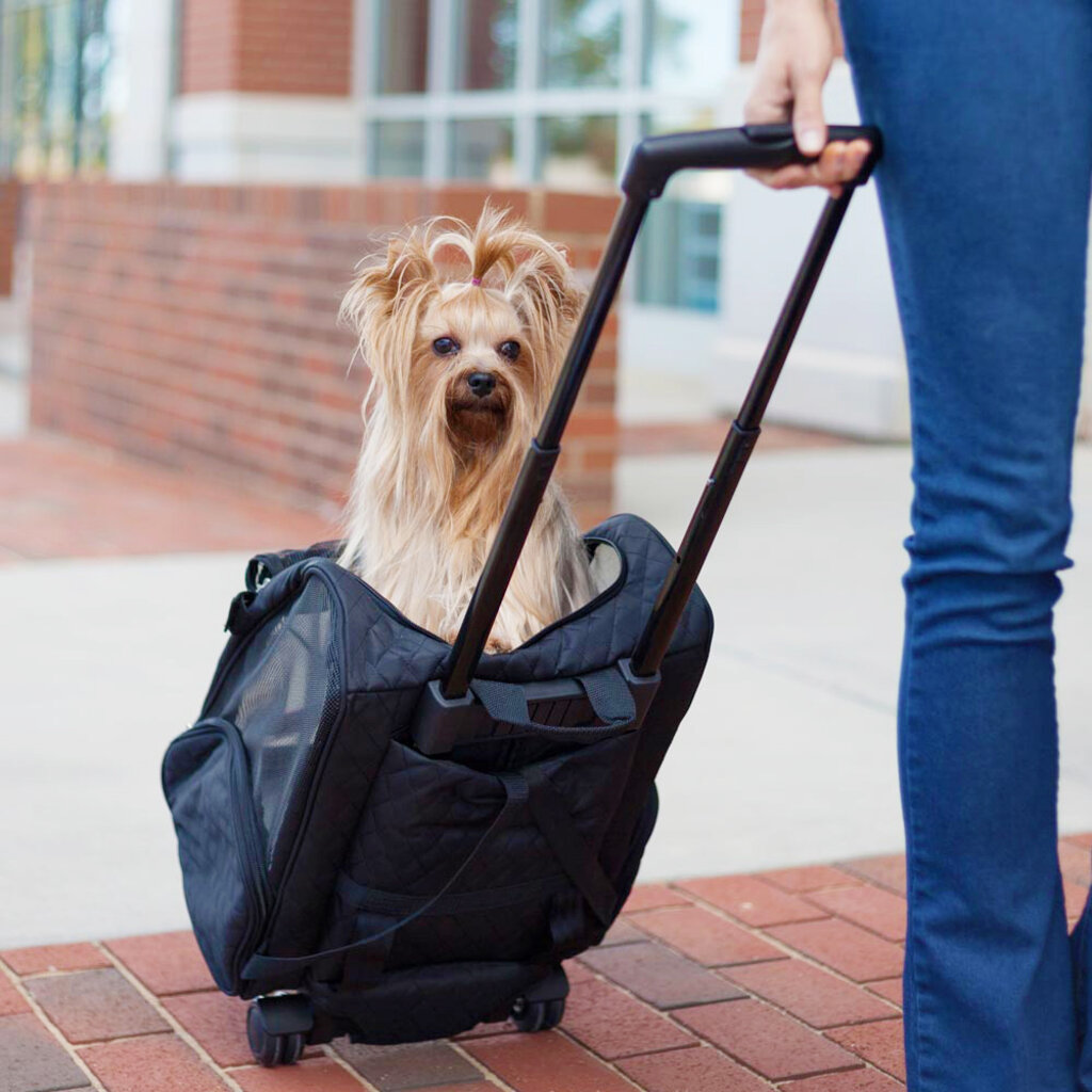 1SNZ- Roll Around Medium Pet Carrier Backpack