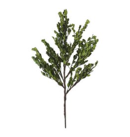 22" preserved boxwood stem 14681a