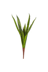 23" Snake plant stem f4002015