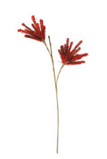 Botanical 3163