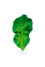 Oli & Carol Kendall the Kale Teether