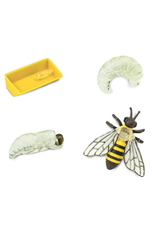 Safariology Life Cycle of A Honey Bee