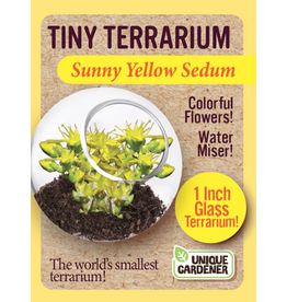 Unique Gardner Tiny Terrarium Sedum, Sunny Yellow
