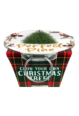 Silver Circle Products Perfect Pine Grow Your Own Christmas Tree Silver Circle Products Perfect Pine Grow Your Own Christmas Tree