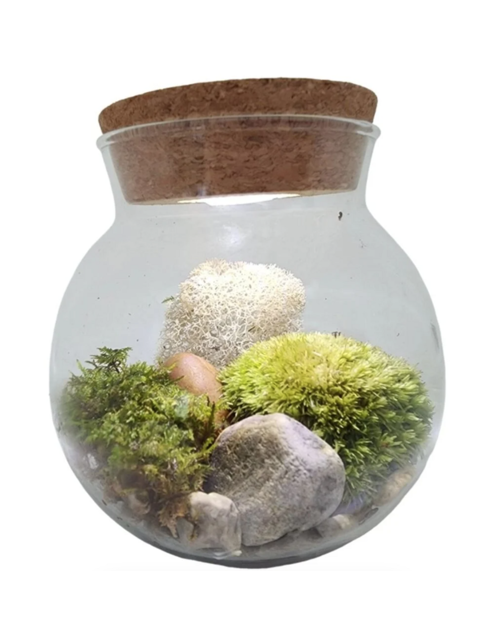 Silver Circle Products MossBowl Grow Your Own Oasis