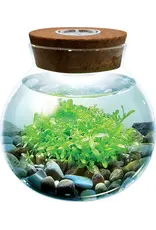Zibber's WaterPlants Create Your Own Aquascape Zibber's WaterPlants Create Your Own Aquascape