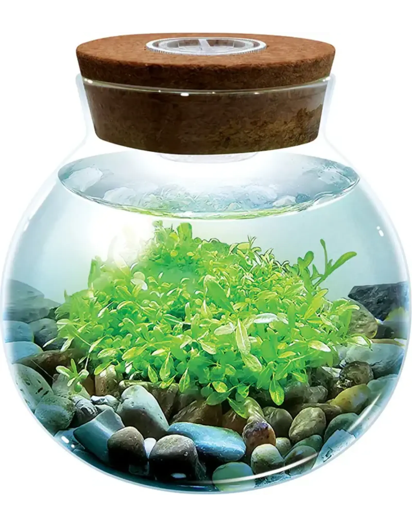Silver Circle Products WaterPlants Create Your Own Aquascape