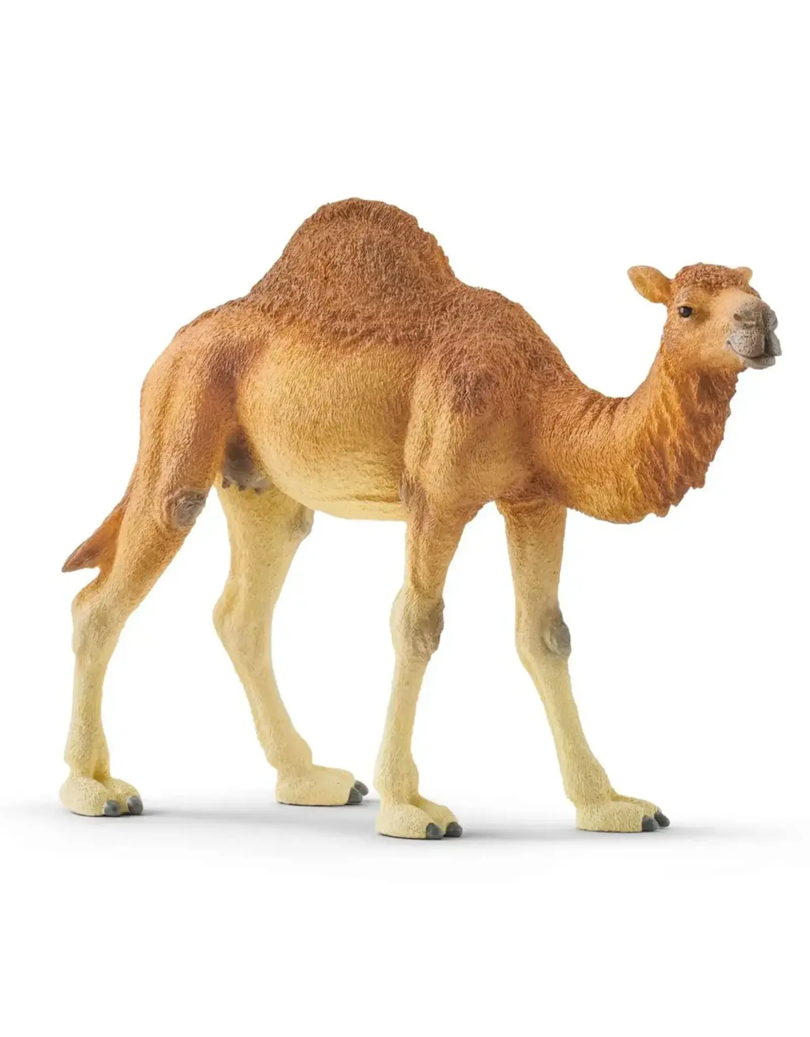 Schleich Dromedary