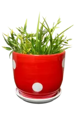 STREAMLINE Spotted Mushroom Planter