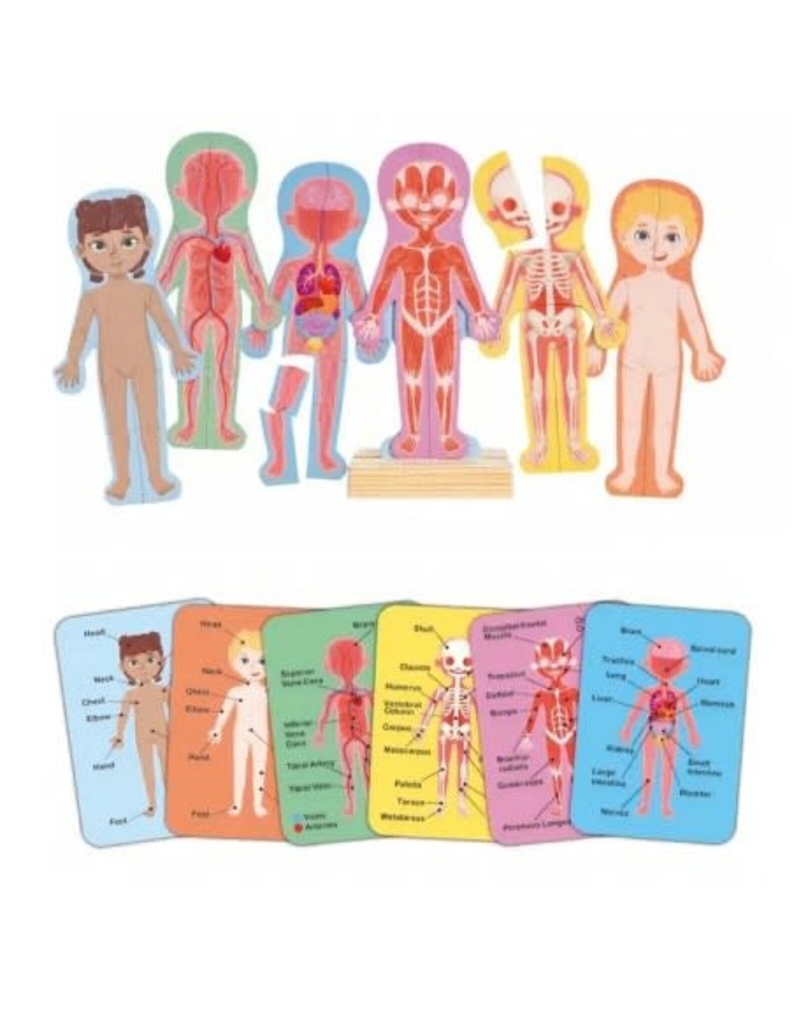 Hape Human Body Magnetic Puzzle