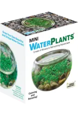 Silver Circle Products Mini WaterPlants Create A Miniature Aquascape