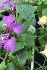 Seedy Cards I Forgive You For Being Younger