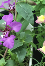 Seedy Always Be The Hoe