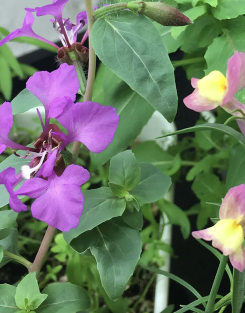 Seedy Always Be The Hoe