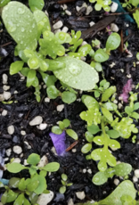 Seedy Cards Buy For You Card