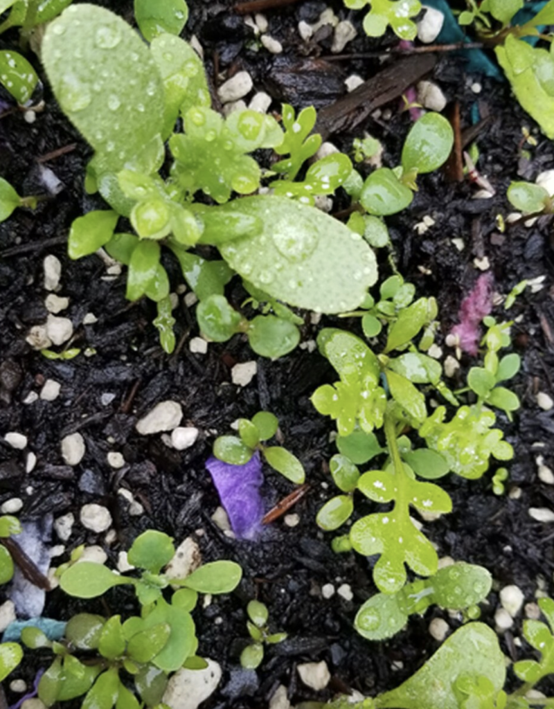 Seedy Cards Buy For You Card