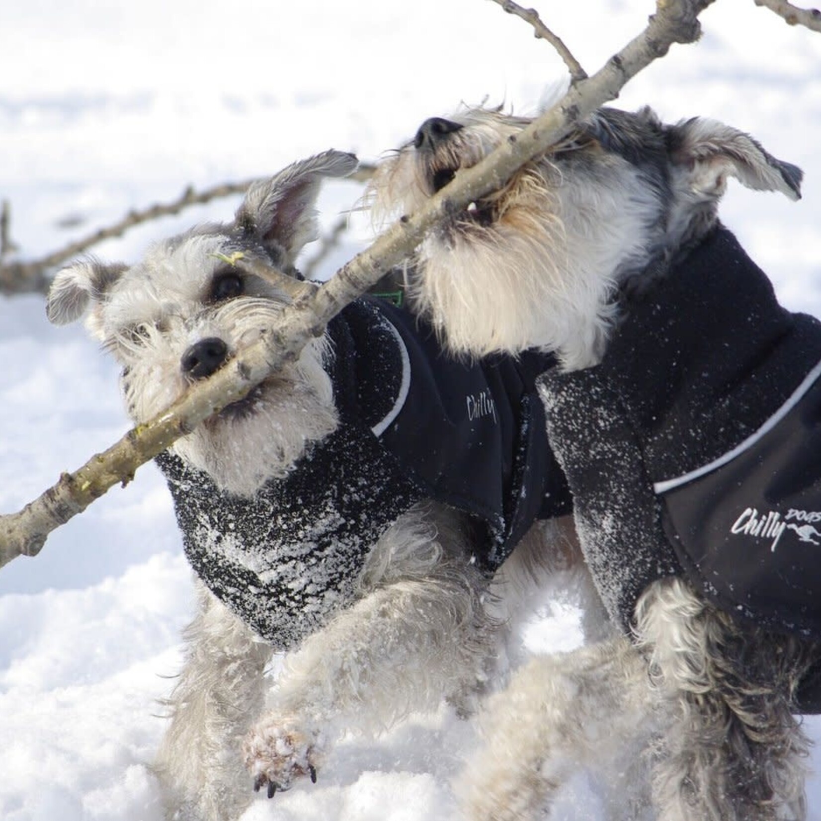 Chilly Dogs Chilly Dogs - Manteau Great White North