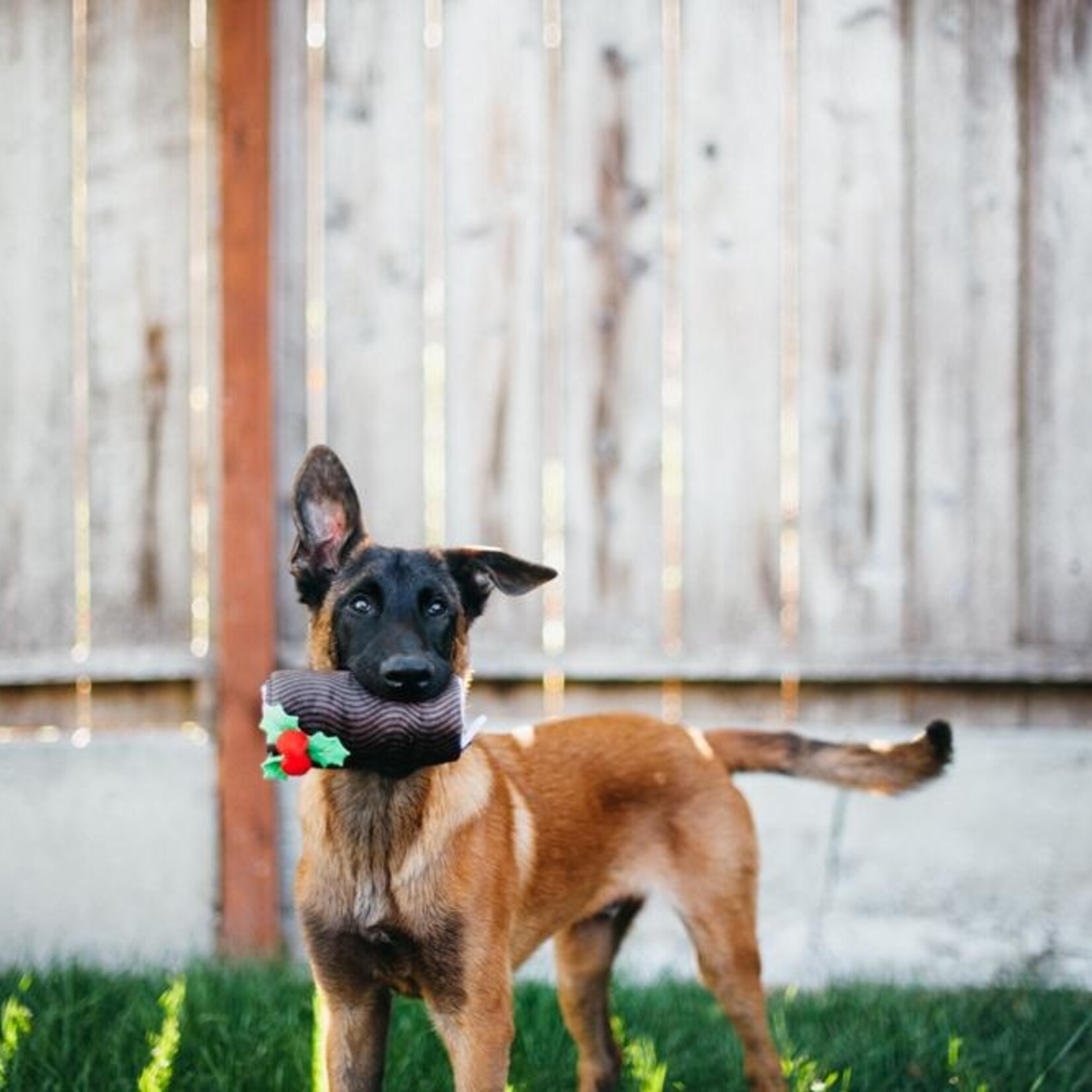 Pet P.L.A.Y. - Holiday Classic - Yummy Yuletide Log