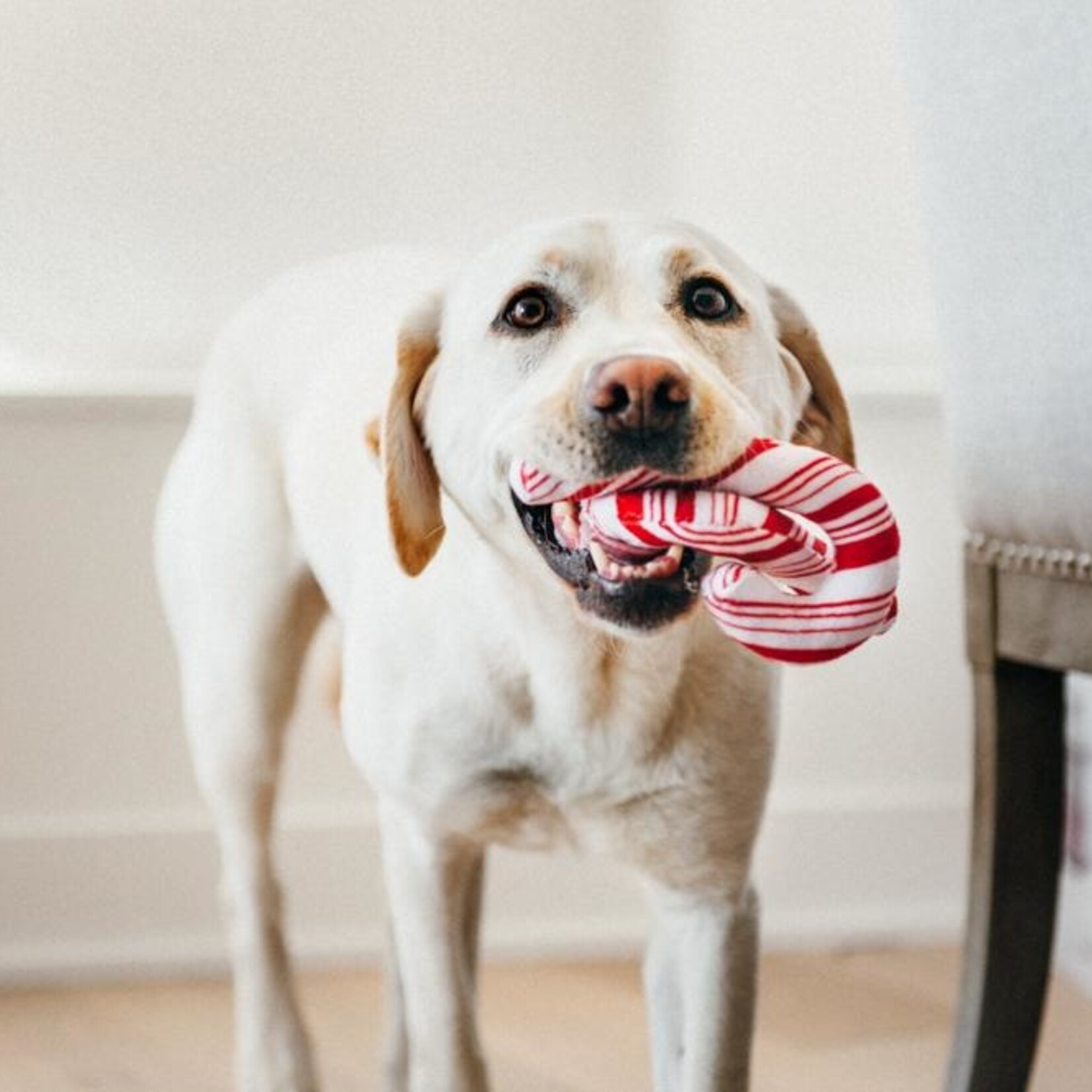 Pet P.L.A.Y. - Holiday Classic Christmas - Candy Canes