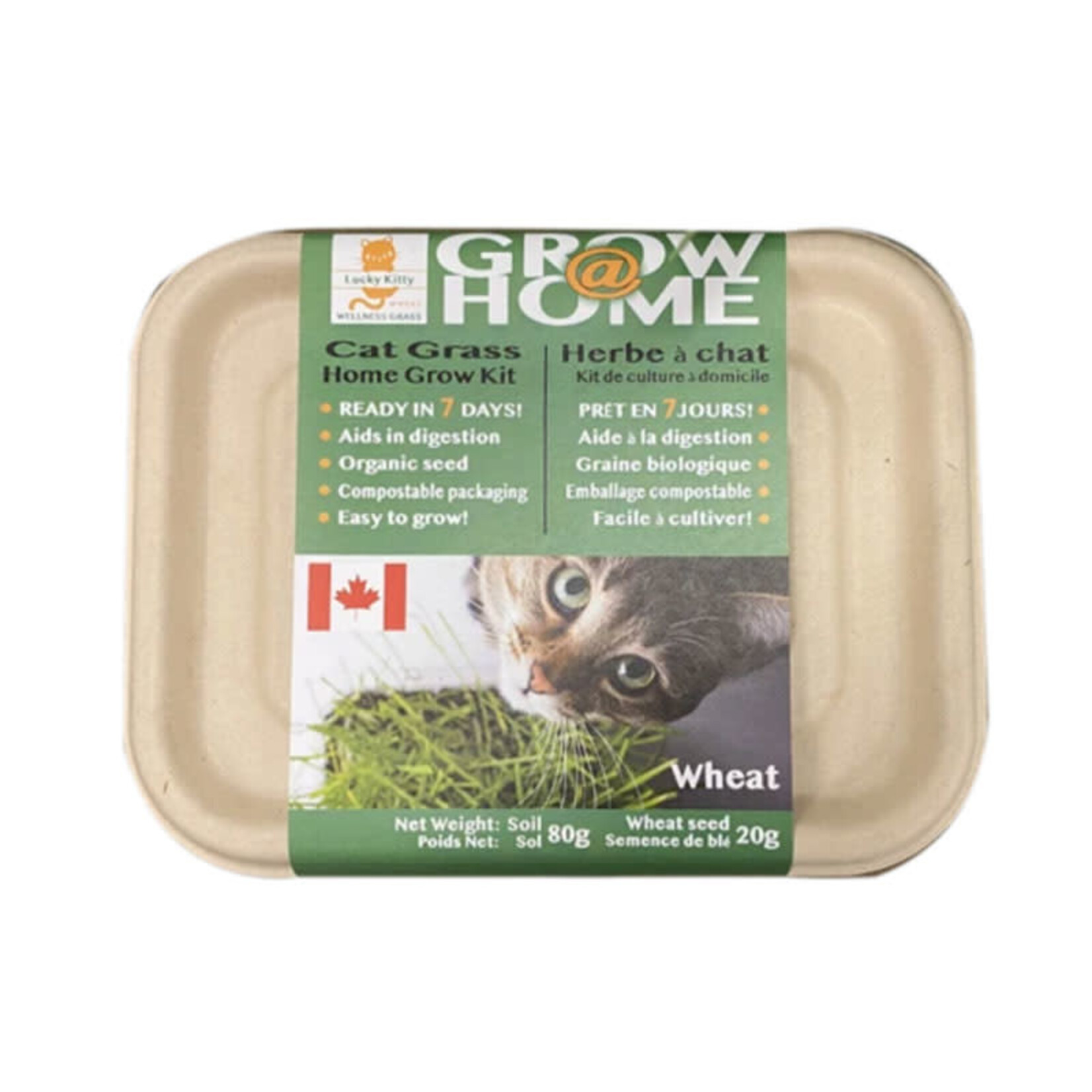 Kit de culture d'herbe à chat biologique avec mélange biologique, terreau  biologique et jardinière pour chat. Contrôle et remède naturels contre les  boules de poils. 