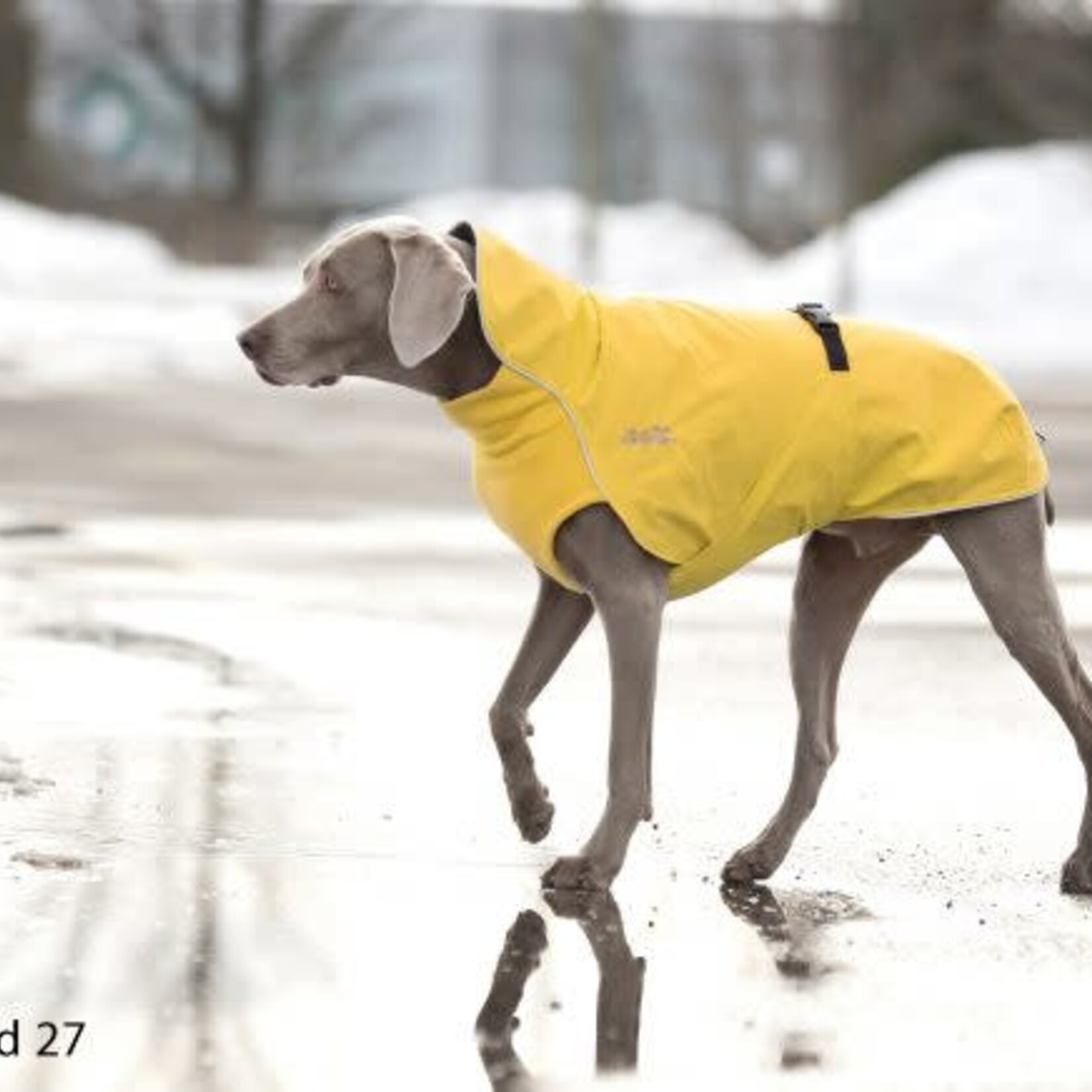 Chilly Dogs Chilly Dogs - Harbour Slicker - Jaune Poussin