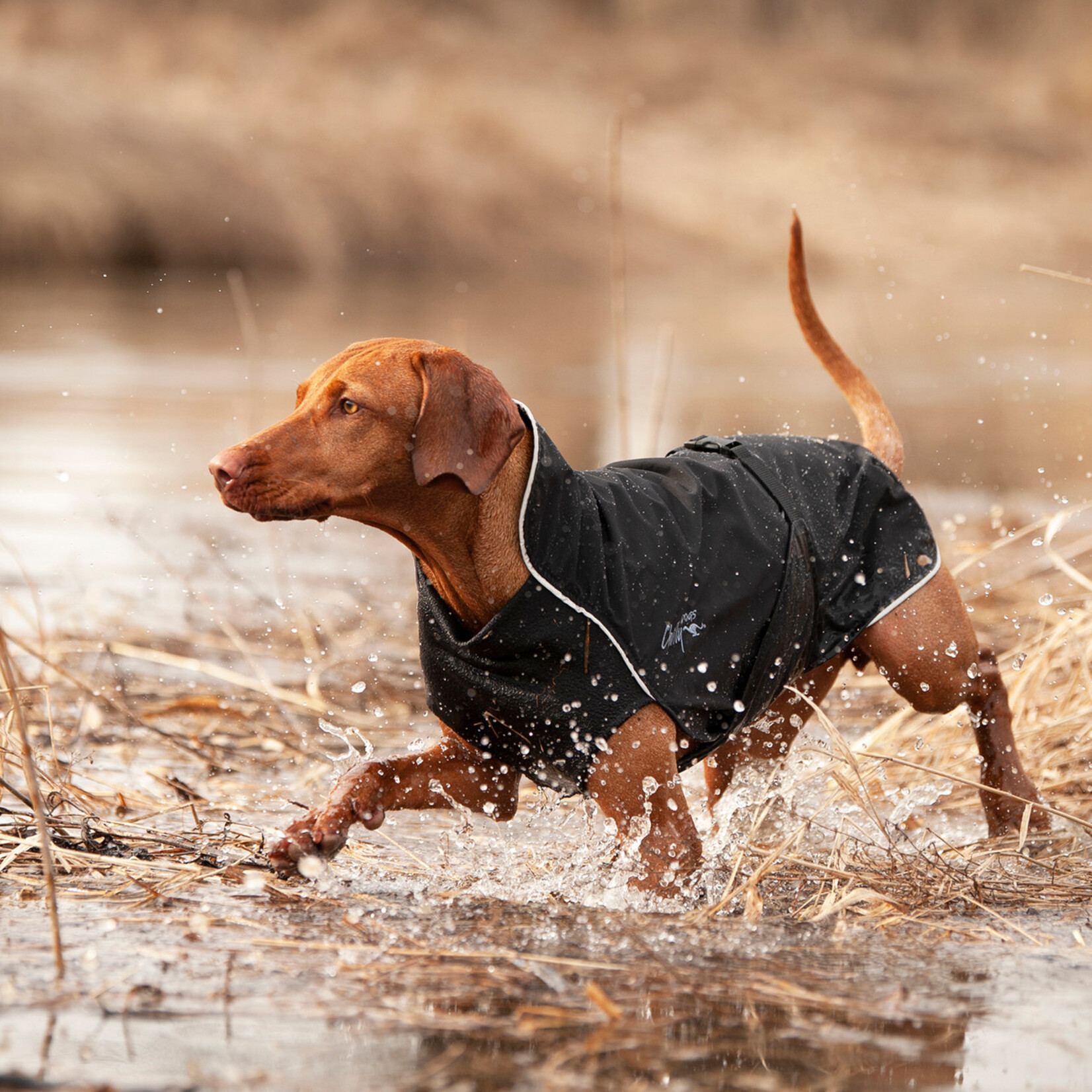 Chilly Dogs Chilly Dogs - Harbour Slicker - Long & Lean - Black