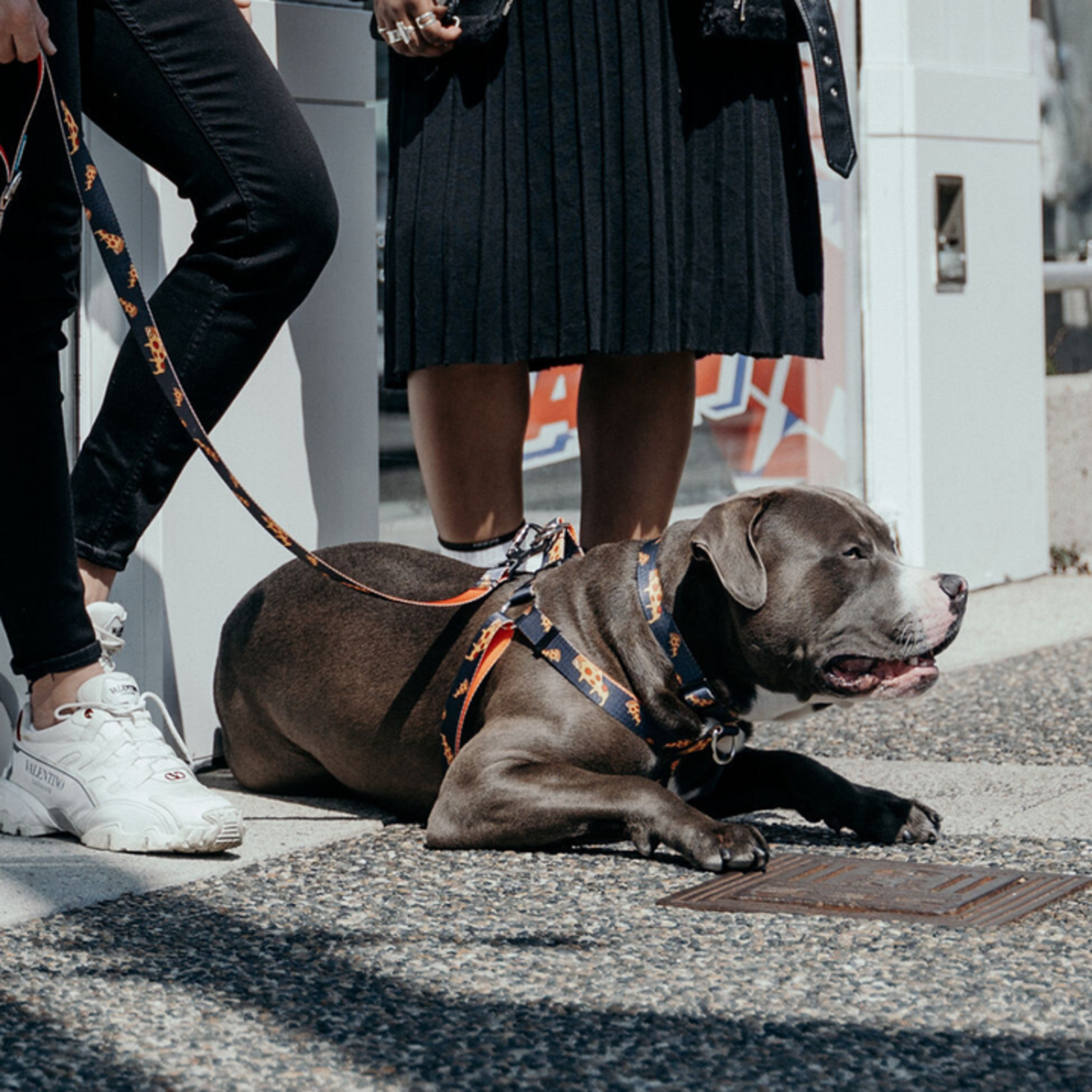 WOOF Concept WOOF Concept - Dog Collar - Brooklyn