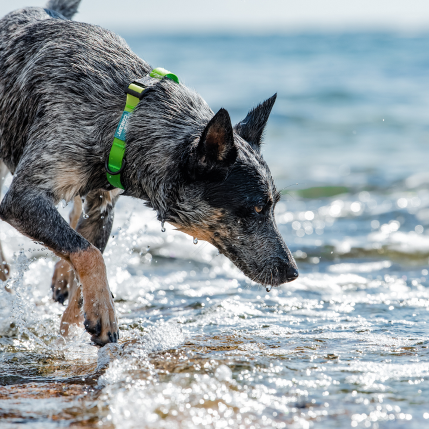 WOOF Concept WOOF Concept - Aqua Collection - Collar - Lime Margarita