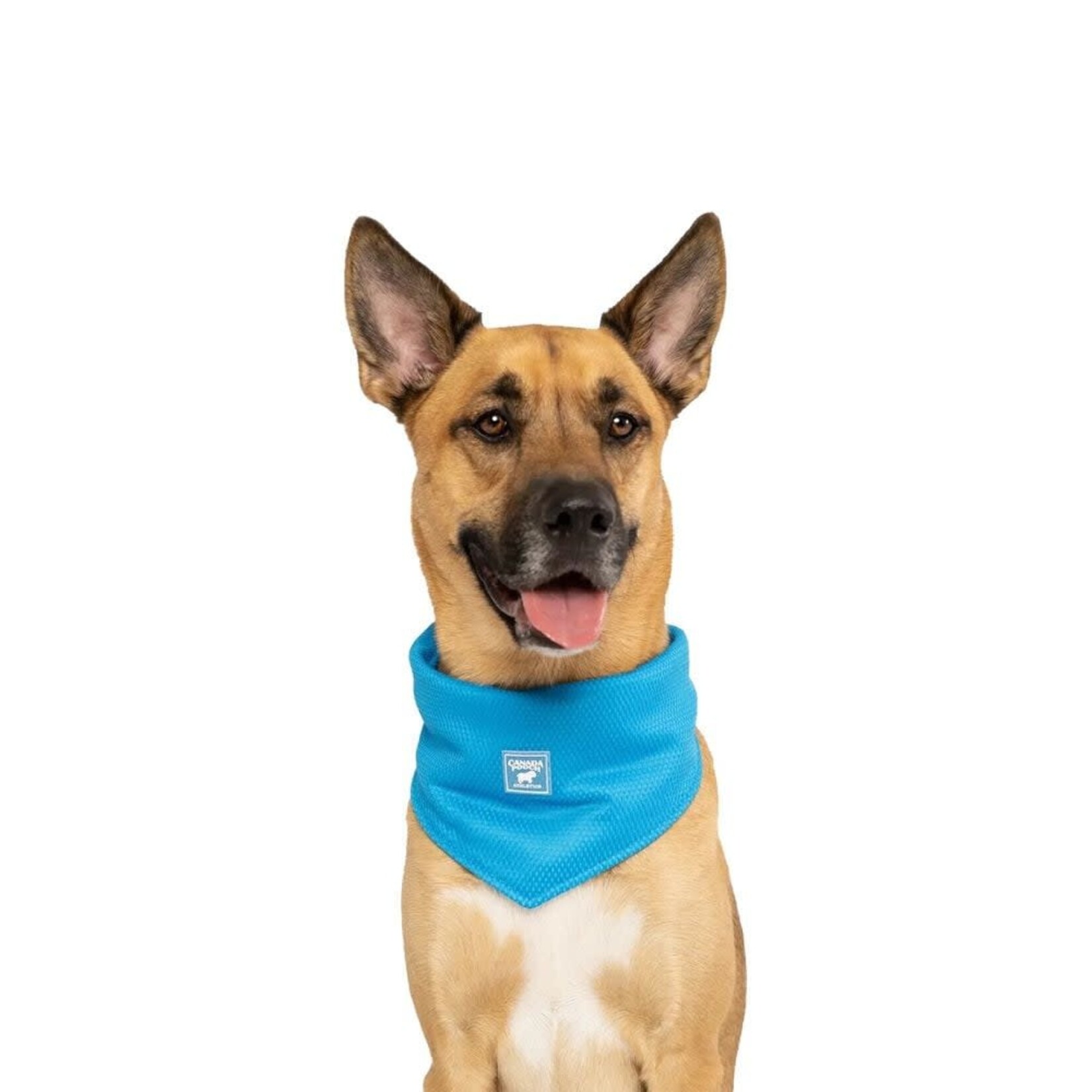 Canada Pooch -  Bandana rafraîchissant "Chill Seeker" - Bleu