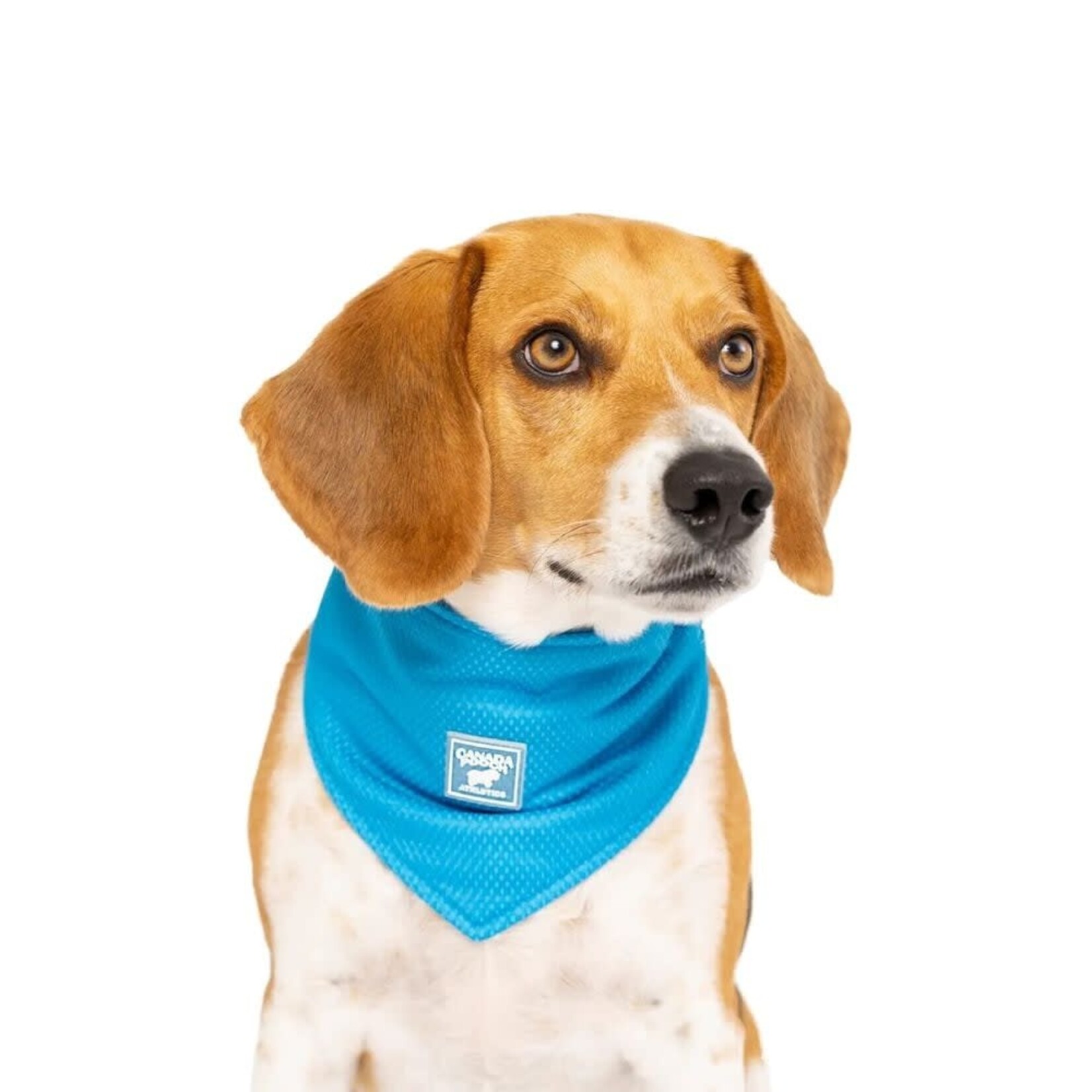 Canada Pooch -  Bandana rafraîchissant "Chill Seeker" - Bleu