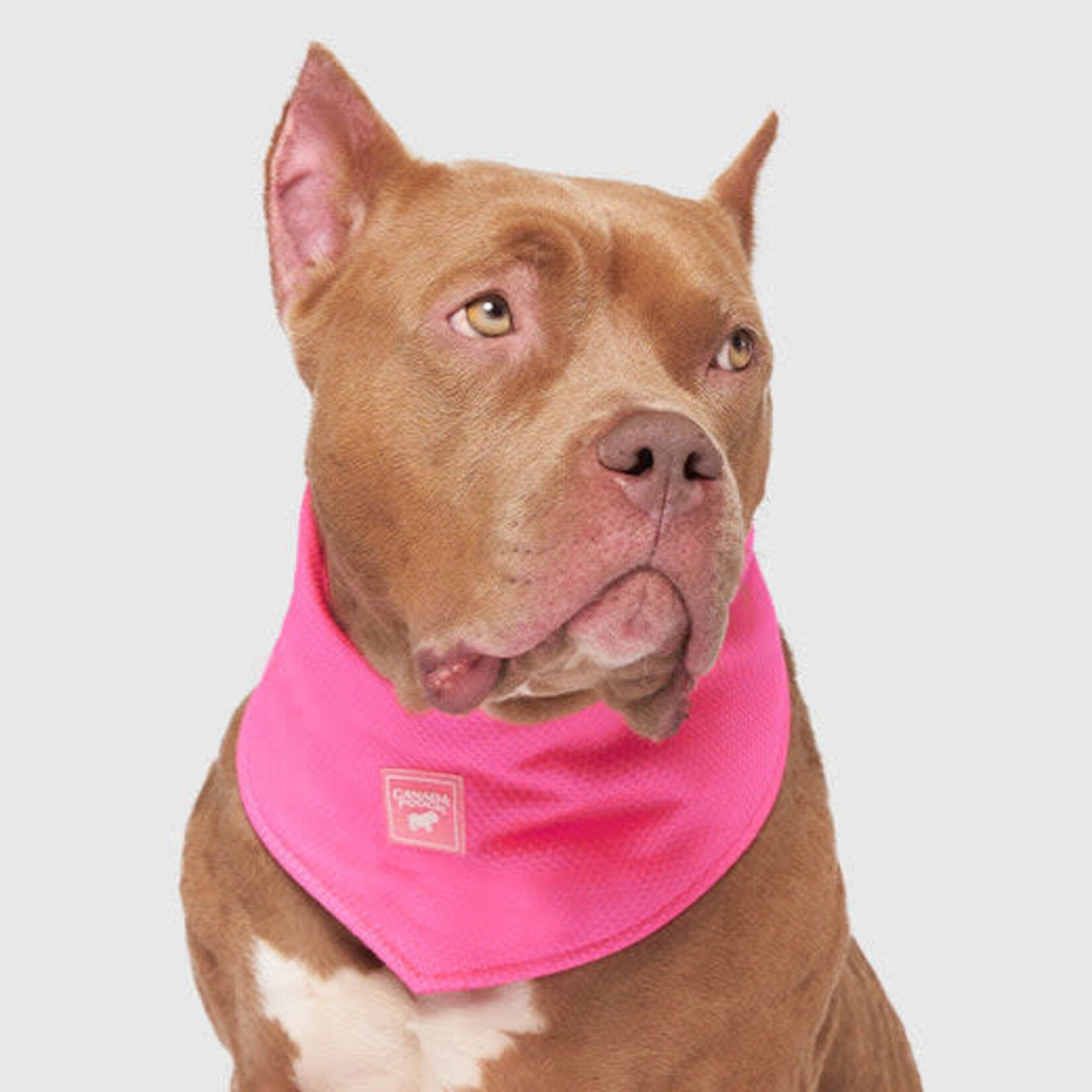 Canada Pooch -  Bandana rafraîchissant "Chill Seeker" - Rose