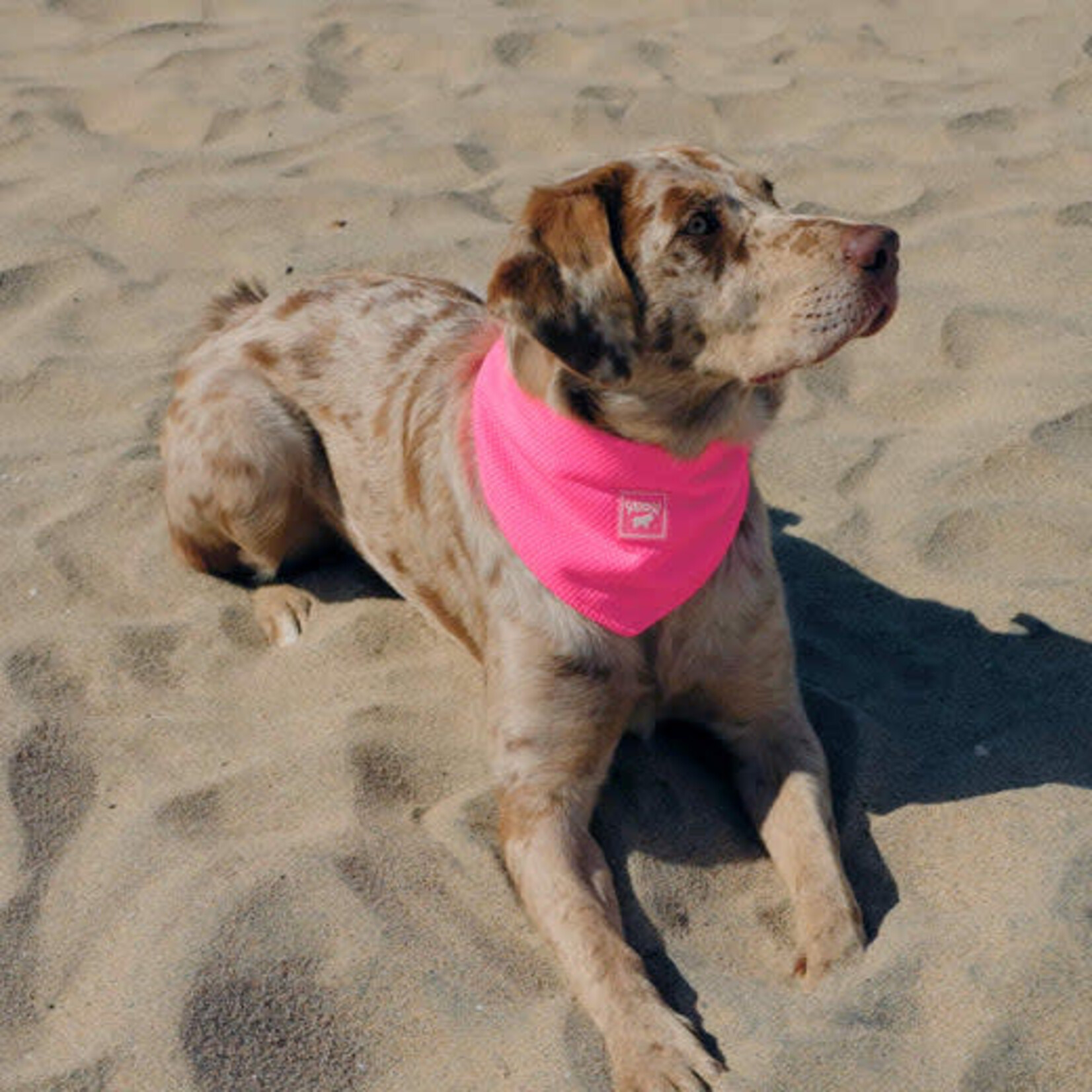 Canada Pooch -  Bandana rafraîchissant "Chill Seeker" - Rose