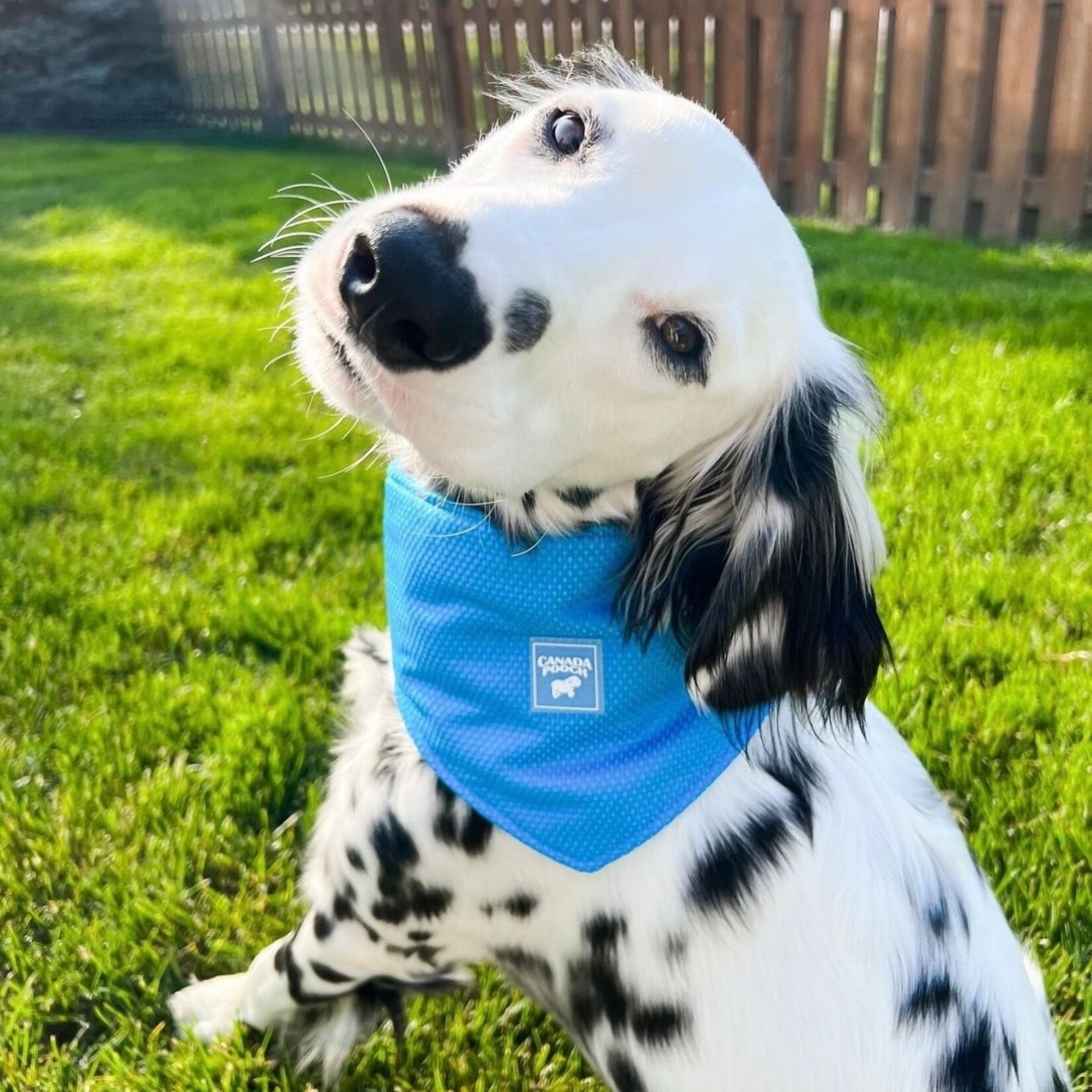 Canada Pooch -  Bandana rafraîchissant "Chill Seeker" - Bleu