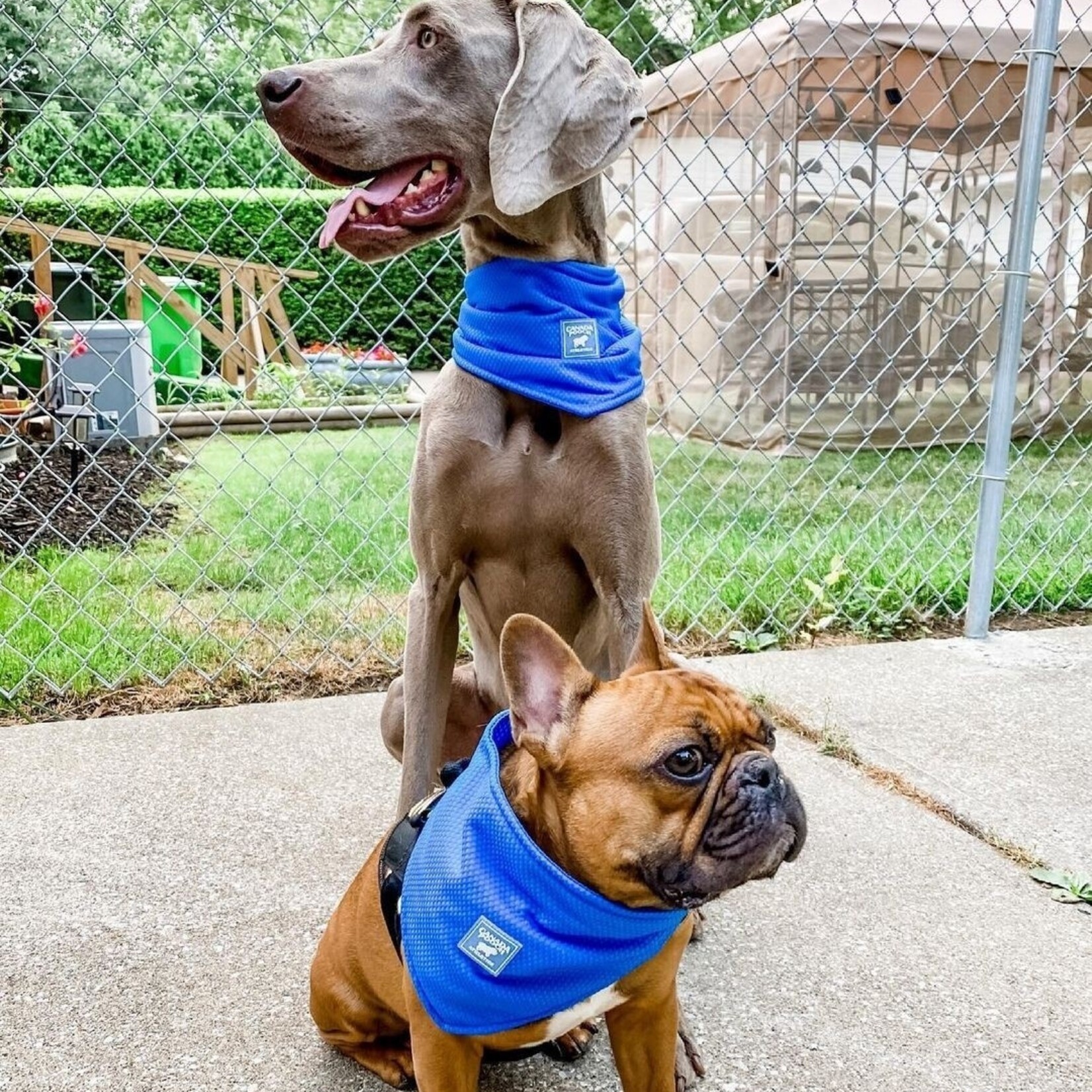 Canada Pooch -  Bandana rafraîchissant "Chill Seeker" - Bleu