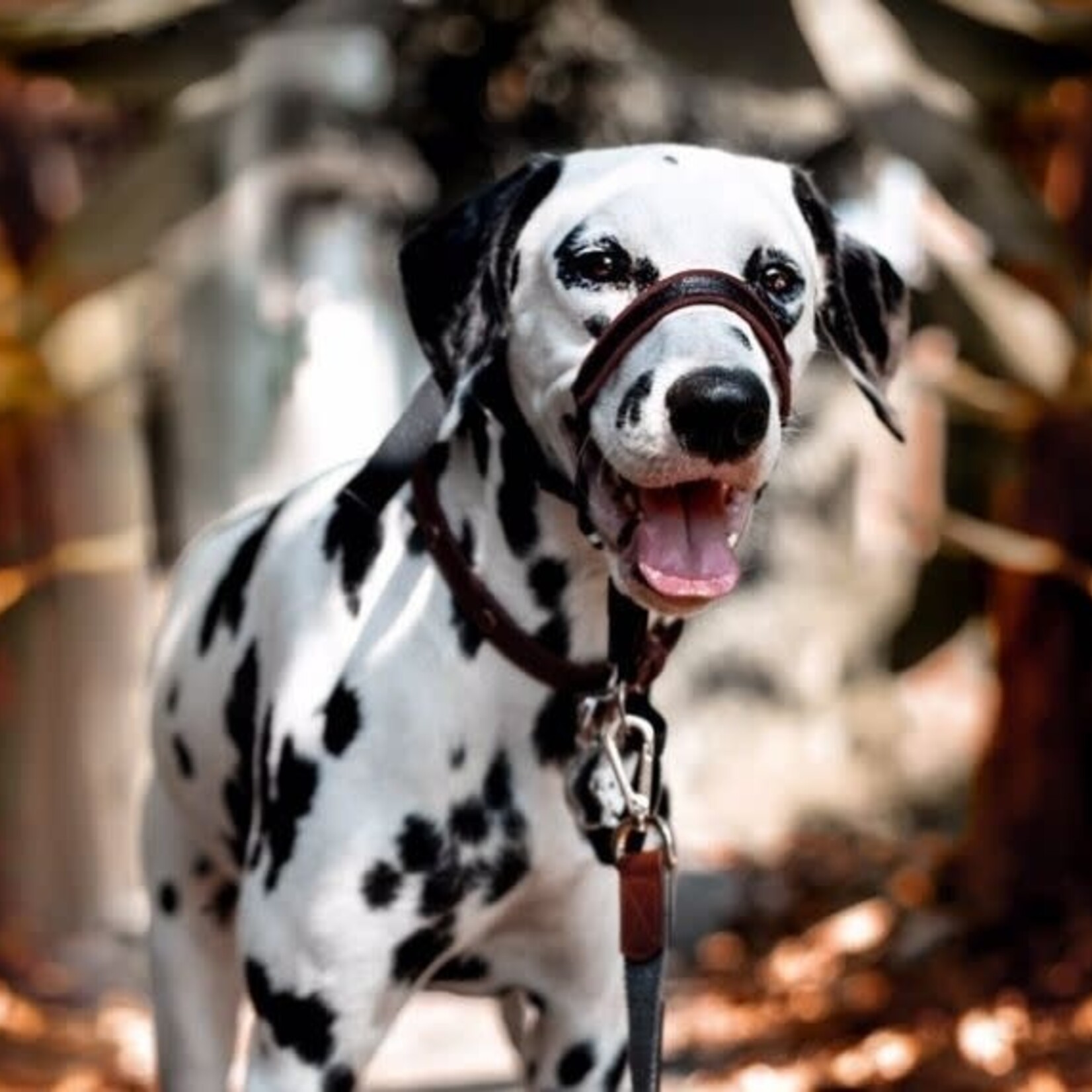 Halti - Optifit Headcollar