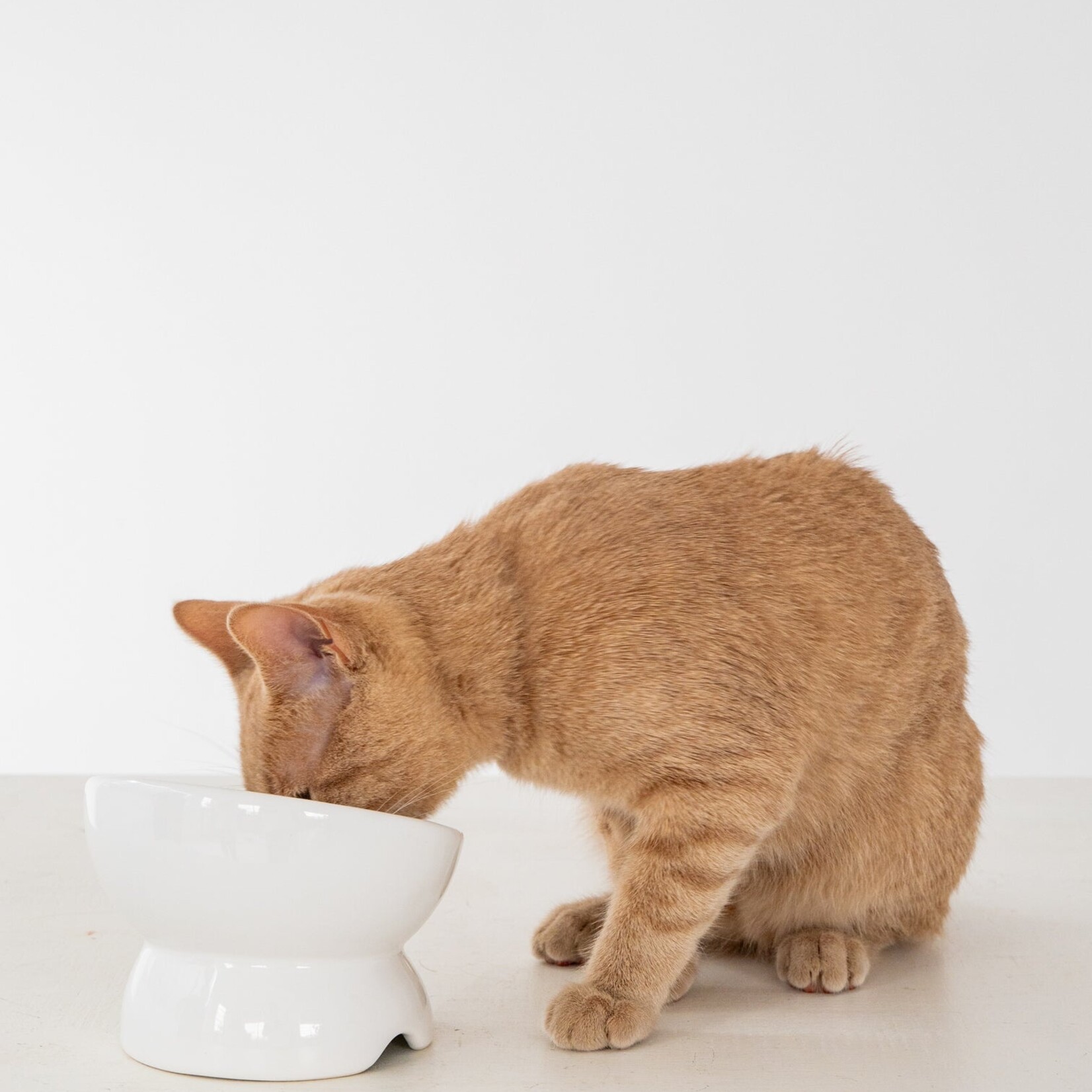 Dexypaws Dexypaws - Raised Ceramic Bowl for Cats - 7oz
