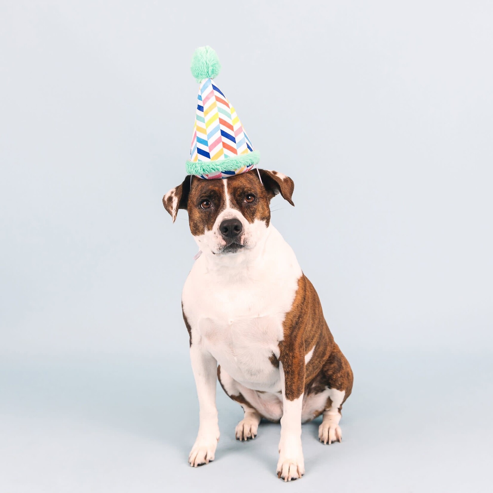 PetShop - Hourra  pour un Caniversaire