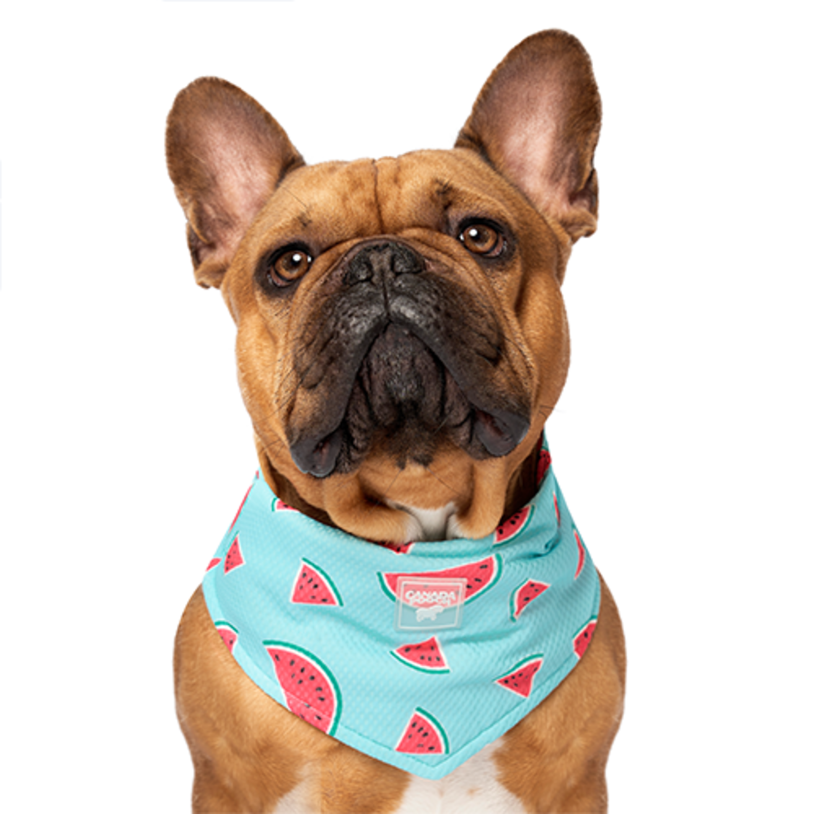 Canada Pooch - Chill Seeker Cooling Bandana - Melon D'eau - Grande