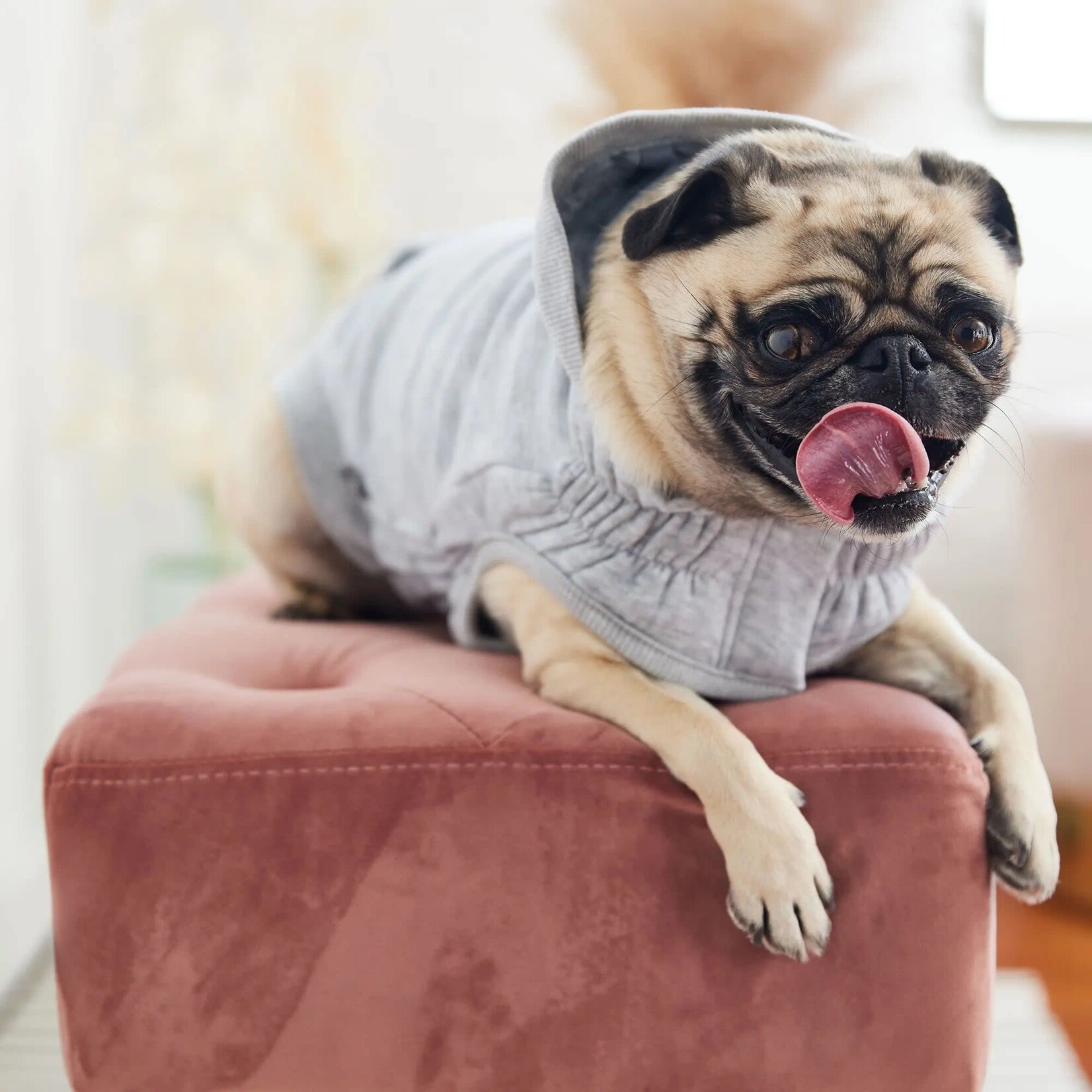 GF Pet Sweat a capuche pour chien urbain Boutique Pawse