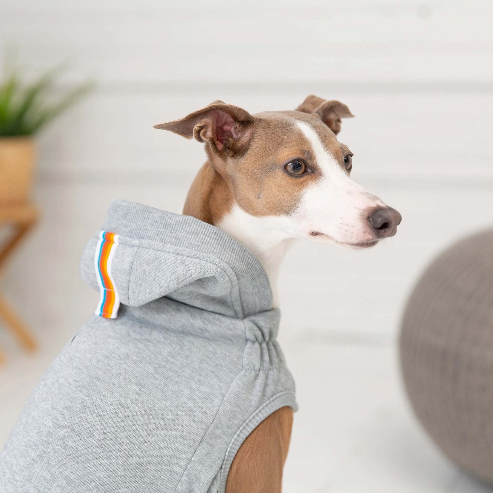 Sweat pour chien sale