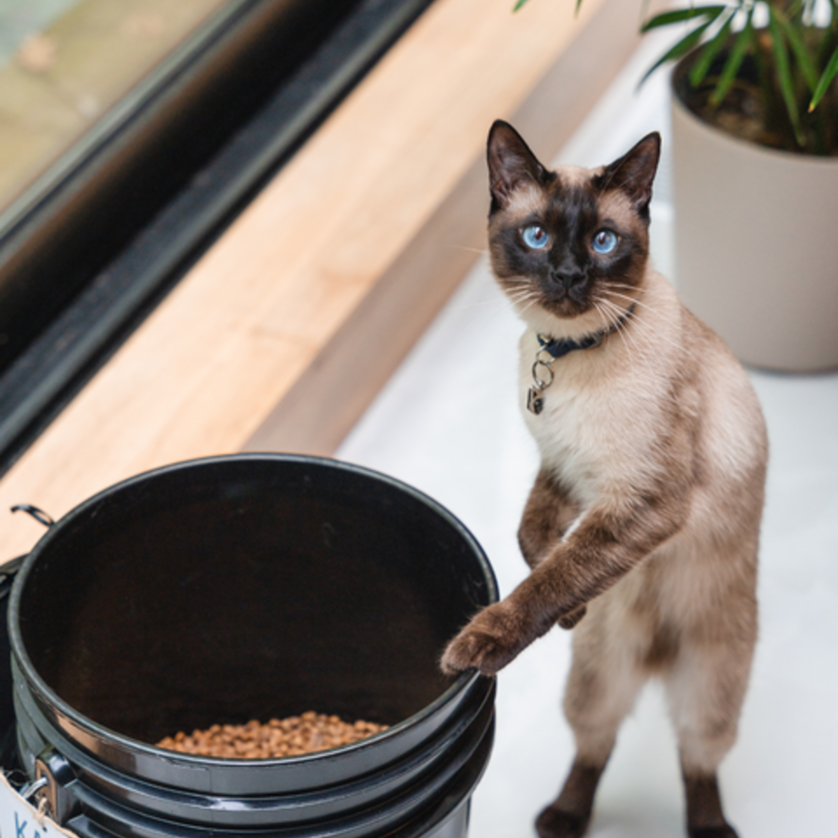 Kalū Kalū - Chat - Poulet et Hareng