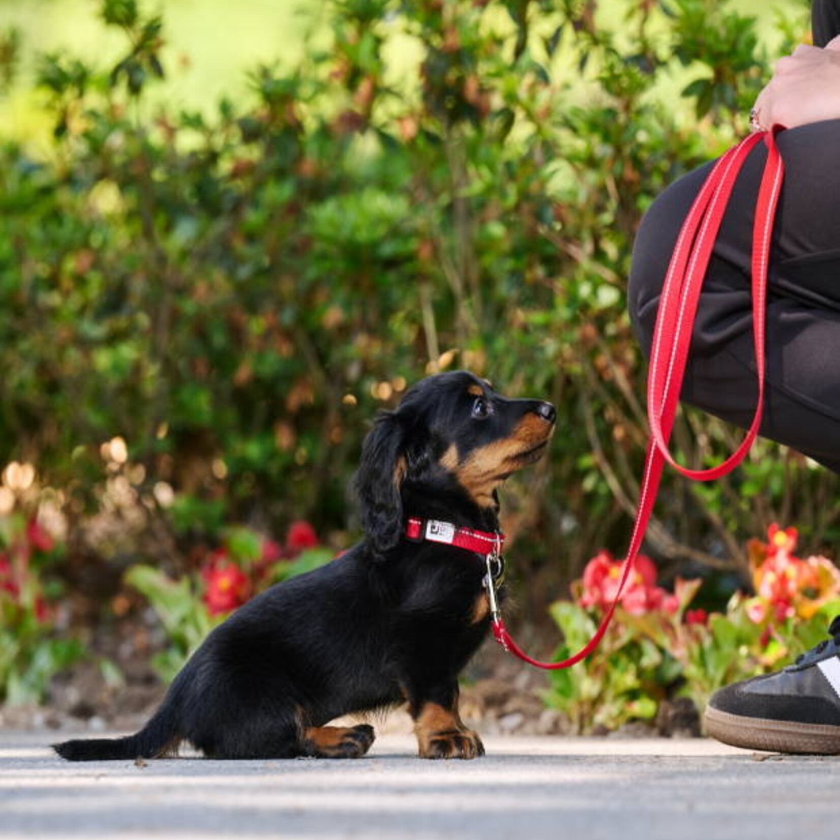 RC Pets - Petite Primary Collar - for small dogs